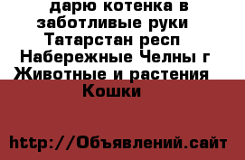 дарю котенка в заботливые руки - Татарстан респ., Набережные Челны г. Животные и растения » Кошки   